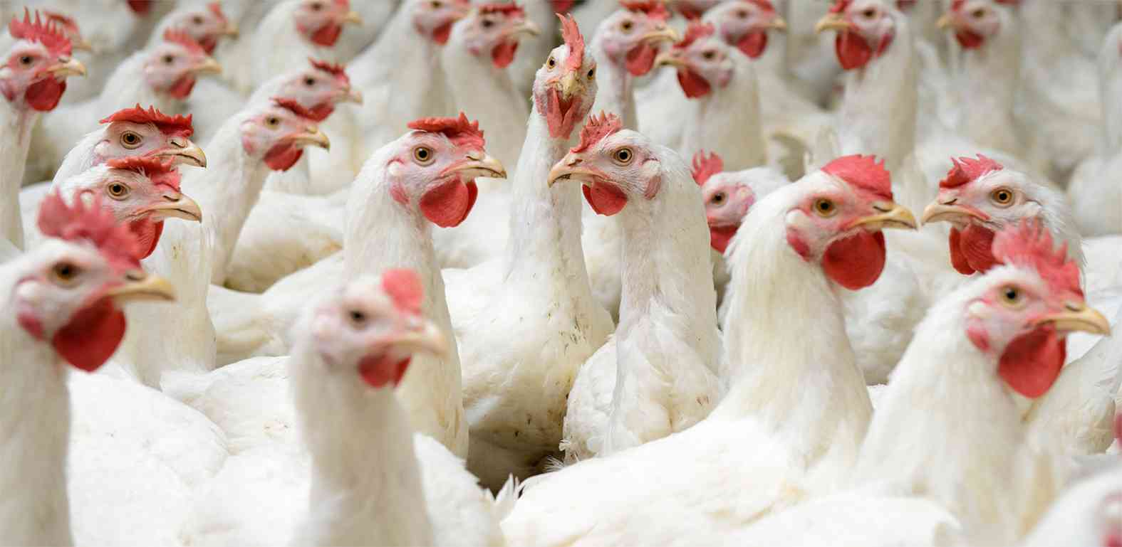 A team of creative solution to care of your animal health