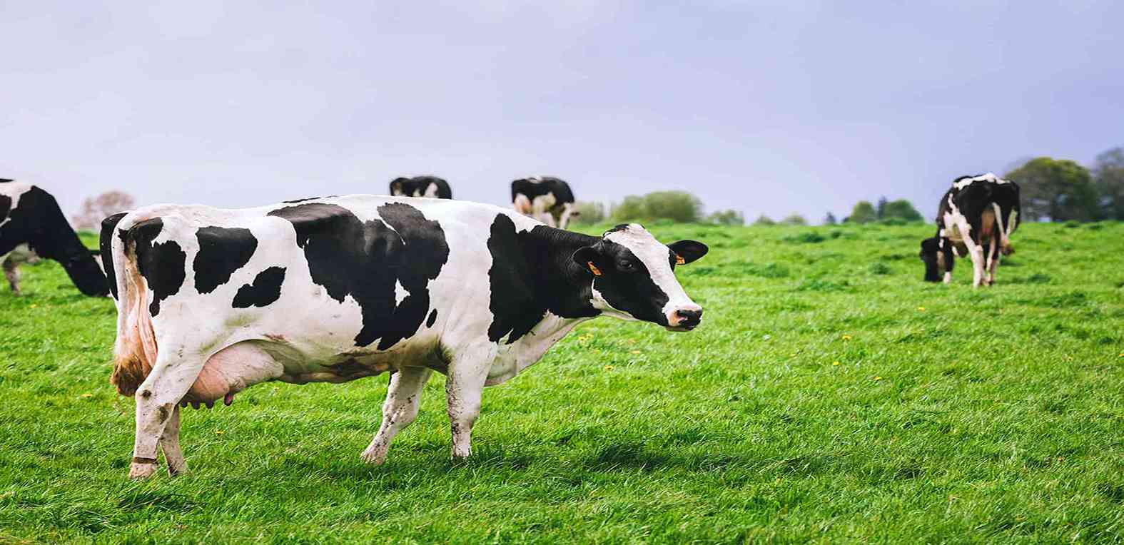 A team of creative solution to care of animal health