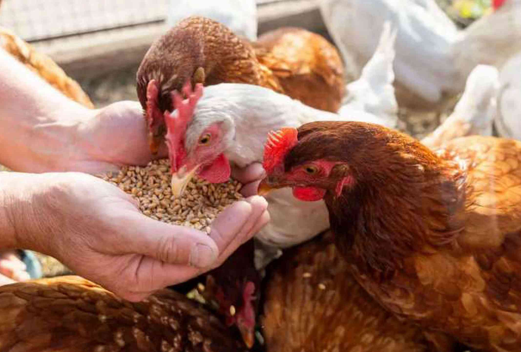 Medicated Feed Additives